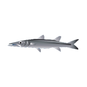 Bigeye Barracuda